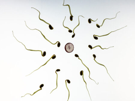 Weibliche Eizelle mit Spermien unter dem Mikroskop